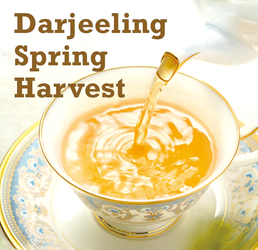 Darjeeling Spring Harvest 2024