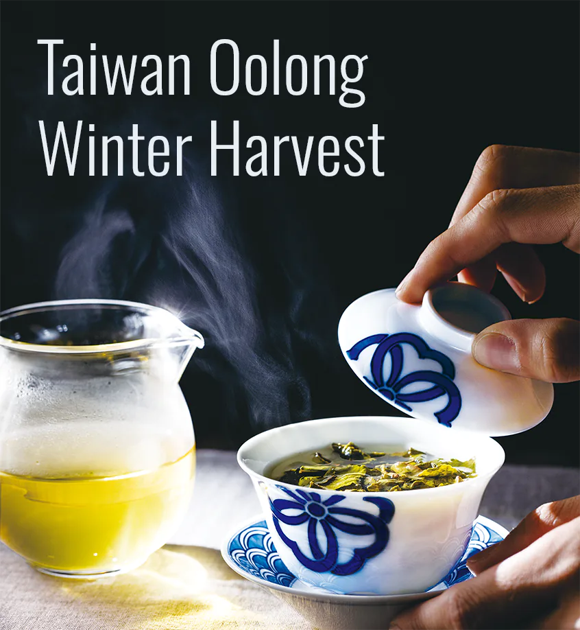 Taiwan Oolong Winter Harvest